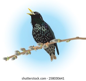 Starling sitting on a willow twig. Vector illustration