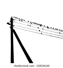 starlings birds on wires. Vector