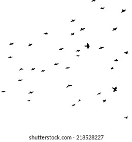 starlings flying bird. Vector