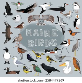 State Birds Maine Set Vector Illustration