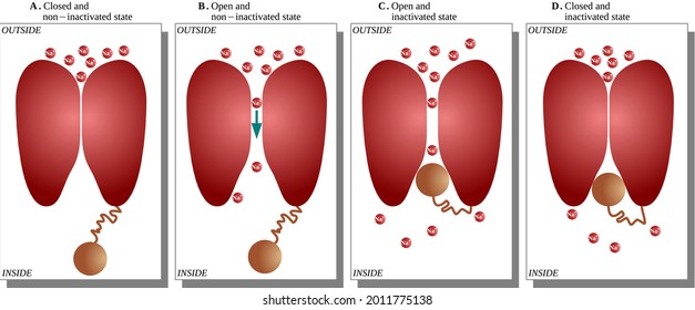 States Of Voltage Dependent Sodium Channel With Inactivation In A Squid Giant Axon