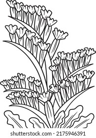 Statice Flower Coloring Page for Adults