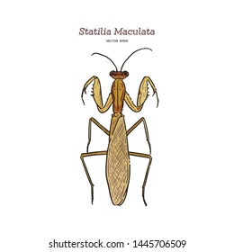 Statilia maculata, common name Asian jumping mantis. hand draw sketch vector.