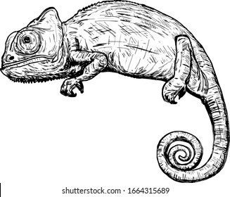 A stealthy chameleon. Hand drawn vector illustration.