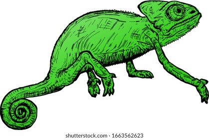 A stealthy green chameleon. Hand drawn vector illustration.