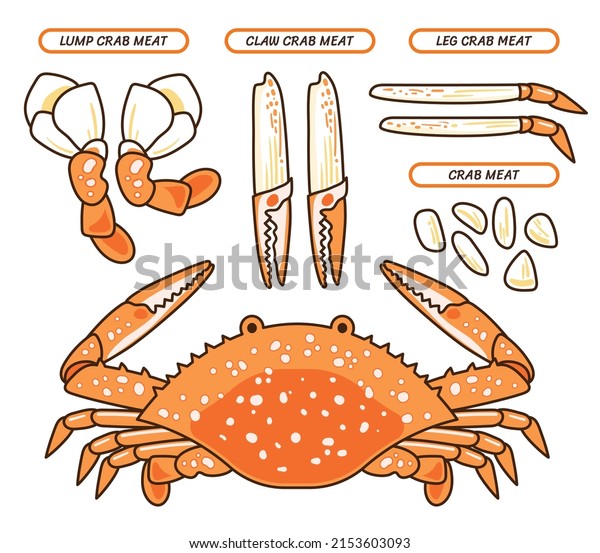 Steamed Blue Crab isolated in the\
white background: Crab meat without shells, Lump, Claw, Leg.\
Seafood cartoon icon vector illustration flat design\
drawing.