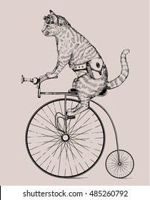 Steam-punk Cat On Retro Bicycle With Bag And Glasses, Cat In Etching, Isolated, Fantasy, Print, Etch, Vector Cat, Graphic, Poster, Vintage