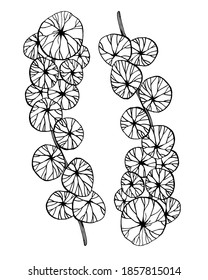Stefania Glabra. Home plant branches with leaves. Hand-drawn black and white image. Tracing.
