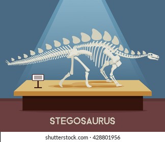 Stegosaurus Bones Skeleton In Museum Exhibition. Vector Flat Cartoon Illustration