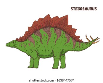 Stegosaurus dinosaur hand drawn. Vector illustration. Herbivorous dinosaur.