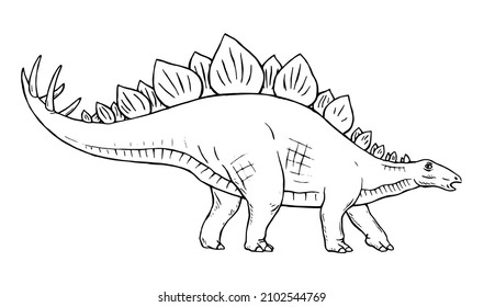 Stegosaurus herbivorous dinosaur on white background. There are plates on the back, sharp thorns on the tail. Jurassic prehistoric animal. Vector isolated line illustration hand drawn. Black and white