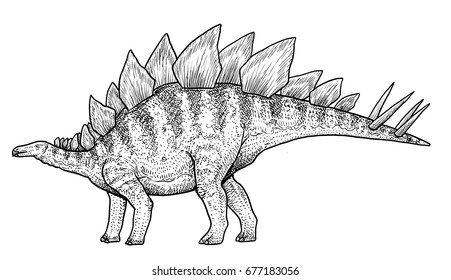 Stegosaurus illustration, drawing, engraving, ink, line art, vector