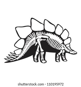 Stegosaurus Skeleton