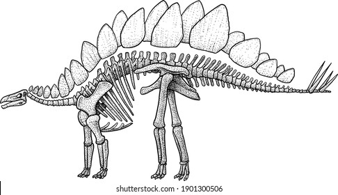 Stegosaurus skeleton, illustration, drawing, engraving, ink, line art, vector