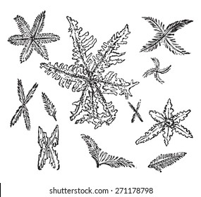 Stellate And Feathery Crystals Of Triple Phosphate, Vintage Engraved Illustration. 