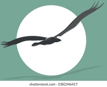 Steller sea eagle  flying high, bird vector illustration flat style.