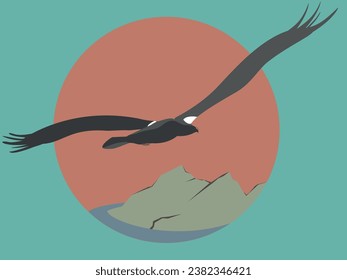 Steller sea eagle  flying high, bird vector illustration flat style