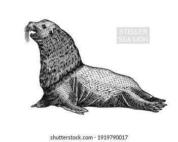 Steller sea lion. Marine creatures, nautical anima. Fur seall or pinnipeds. Vintage retro signs. Doodle style. Hand drawn engraved sketch