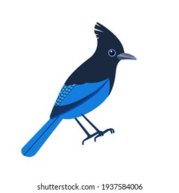 Steller's jay (Cyanocitta stelleri) is a bird native to western North America. Blue bird Cartoon flat beautiful character of ornithology, vector illustration isolated on white background.