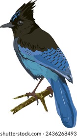 Steller's Jay auf einem Ast