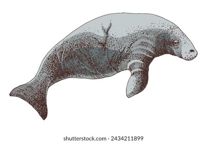 Stellers sea cow extinct animal sketch