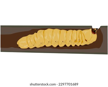 Stem boring grub or Dorysthenes buqueti Guerin on white background.