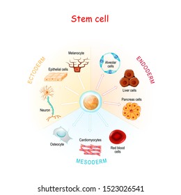 10,254 Stem cells Stock Vectors, Images & Vector Art | Shutterstock