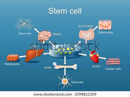 Stem cell application. Regenerative medicine and Stem Cell therapy. Vector illustration