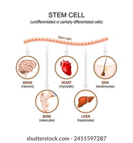 Stem cell application. Undifferentiated or partially differentiated cells. Using stem cells to treat disease. Vector illustration