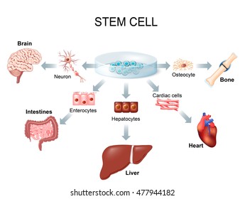 stem cell application. Using stem cells to treat disease