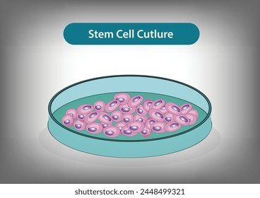 
Stammzellkultur, Kultur, Vektorgrafik und Illustration