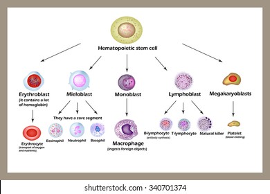 Stem cell. The development of red blood cells, leukocytes, macrophages, lymphocytes  and platelets. Infographics. Vector illustration.