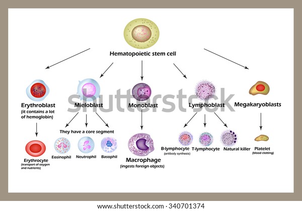 Stem cell. The development of red blood\
cells, leukocytes, macrophages, lymphocytes  and platelets.\
Infographics. Vector\
illustration.