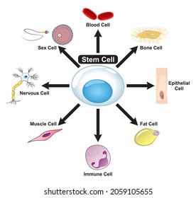 Stem Cell Diagram Showing How Can Stock Vector (Royalty Free ...