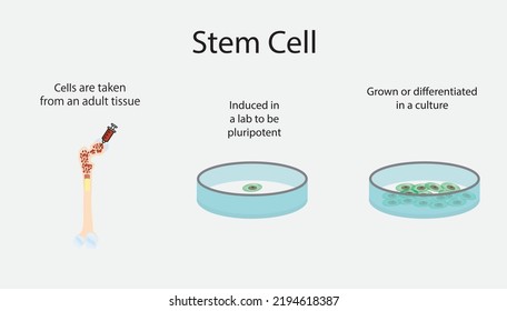 Stem Cell Differentiation From Bone Marrow. Stem Cell Differentiation From Bone Marrow