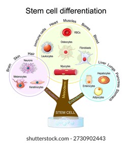 Stem cell differentiation. Regenerative medicine. Directed development of Endoderm, Ectoderm, Mesoderm. Cells and tissues. Vector illustration. Medical diagram