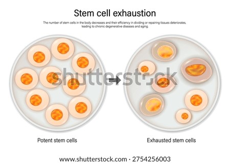 Stem cell exhaustion. Potent stem cells and Exhausted stem cells. Hallmarks of ageing. Longevity.