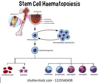 10,254 Stem Cells Stock Vectors, Images & Vector Art 