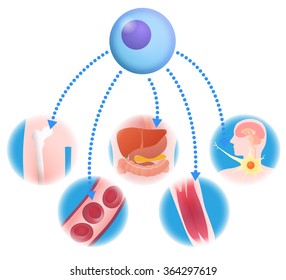 stem cell (iPS cell, ES cell) and regenerative medicine, vector illustration