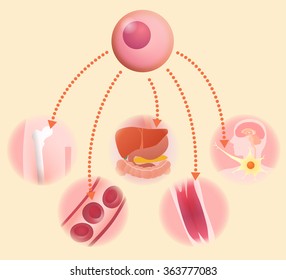 stem cell and regenerative medicine, vector illustration