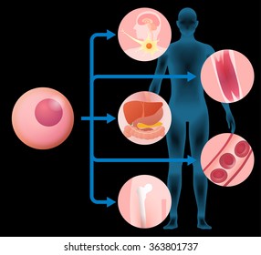 stem cell and regenerative medicine, vector illustration