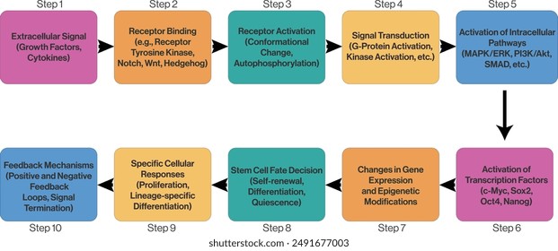 Stem Cell Signaling Pathways Flowchart, Detailed Vector Illustration on White Background for Academic and Research Purposes.