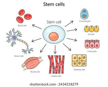 Stem cell structure vertebral column diagram hand drawn schematic vector illustration. Medical science educational illustration