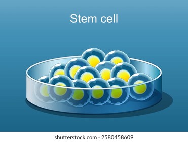 Stem cell therapy. Close-up of Stem cells in Petri dish. Regenerative medicine. Pluripotent stem cells. Vector poster. Isometric Flat illustration