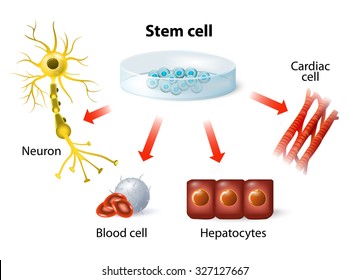 Stem Cells