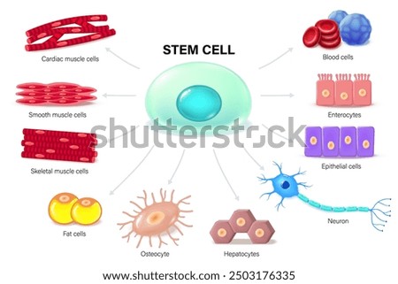 Stem cells. Stem Cell Receptor. Regenerative medicine. Medical science educational vector.