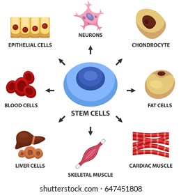 Stem Cells Concept. Neuron, Blood, Chondrocyte, Cardiac Muscle, Skeletal Muscle, Fat Cells, Liver Cell, Epithelial Cells. Vector Illustration