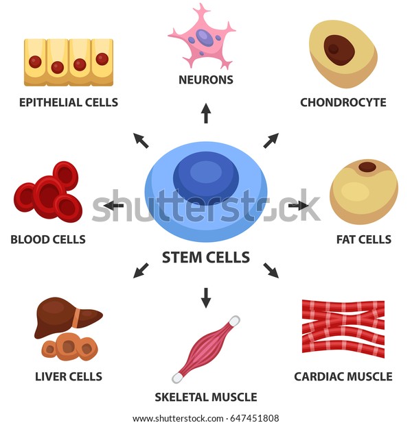 Stem cells concept. Neuron, blood,\
chondrocyte, cardiac muscle, skeletal muscle, fat cells, liver\
cell, epithelial cells. Vector\
illustration