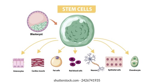 Stem Cells. Diagram of common stem cell types. Science banner isolated on background. Medical microscopic molecular conception. Premium Vector file svg