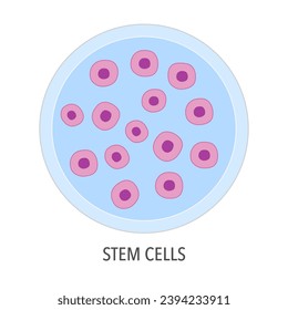 Stem cells in flat design on white background. Cells that can differentiate into other types of cells. Can also divide in self-renewal to produce more cells. svg
